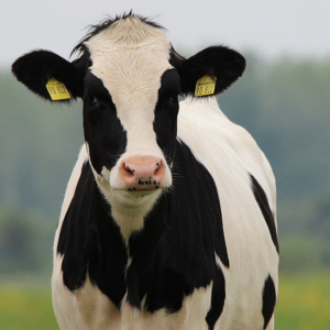 کنسانتره گاو کم شیر