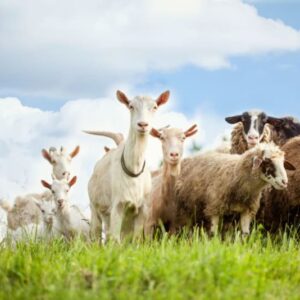 کنسانتره گوسفند و بز پرواری